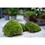 Planten terrarium pakket - Coffea Arabica - Navulling & Startpakket - DIY