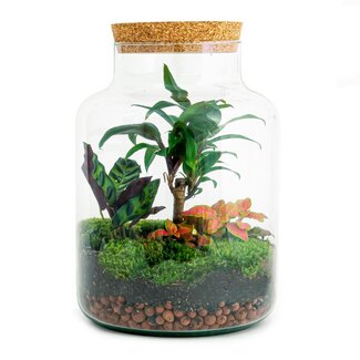 DIY terrarium - Melkpalm - ↕ 30 cm