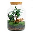 DIY terrarium - Melkpalm - ↕ 30 cm