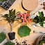 DIY terrarium - Melkpalm - ↕ 30 cm