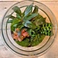 DIY terrarium - Melkpalm - ↕ 30 cm
