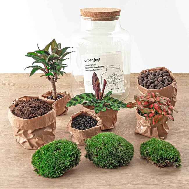 DIY terrarium - Melkpalm - ↕ 30 cm