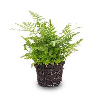 Varen - Athyrium spicatum - Terrariumplant - Potmaat 6