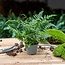 Varen - Athyrium spicatum - Terrariumplant - Potmaat 6
