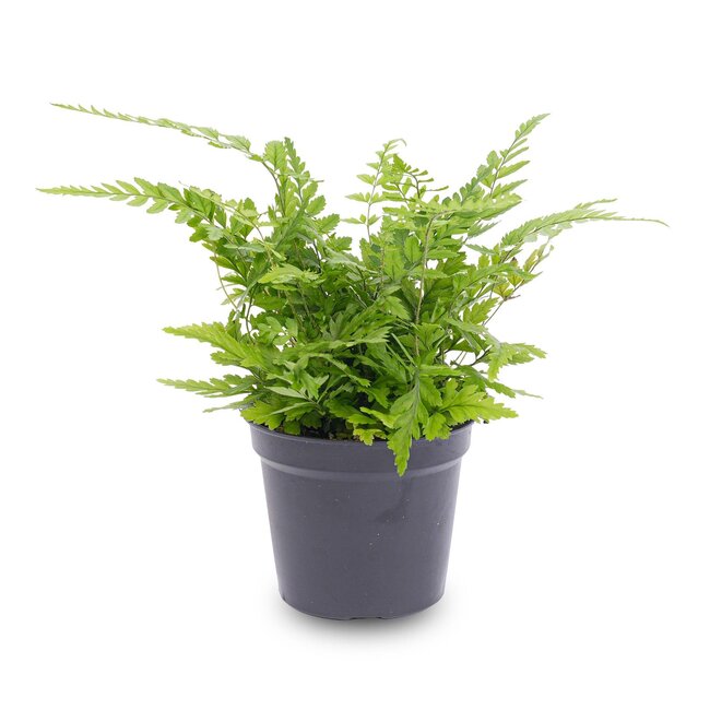 Varen - Athyrium spicatum - Terrariumplant - Potmaat 6