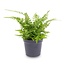 Varen - Athyrium spicatum - Terrariumplant - Potmaat 6