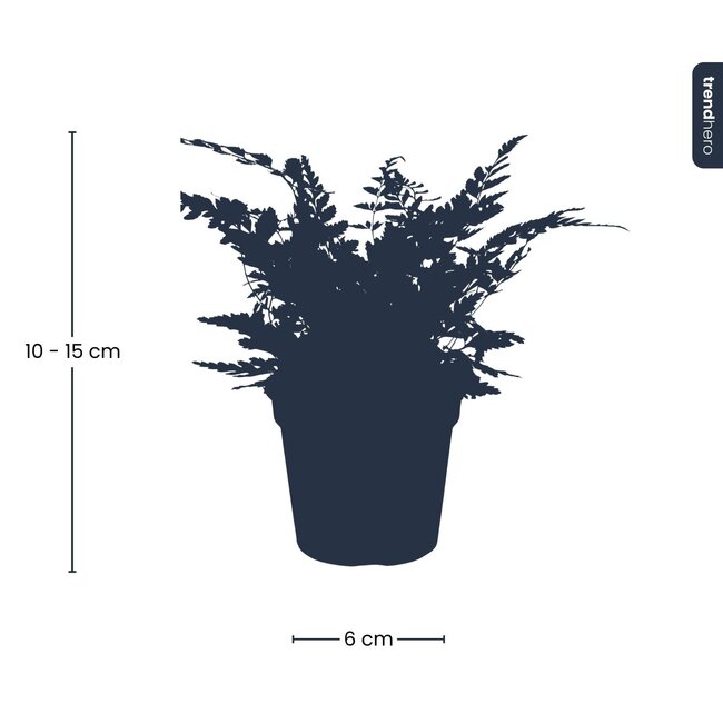 Varen - Athyrium spicatum - Terrariumplant - Potmaat 6