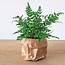 Varen - Athyrium spicatum - Terrariumplant - Potmaat 6