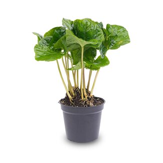 Coffea Arabica - Koffieplant - Terrariumplant - Potmaat 6