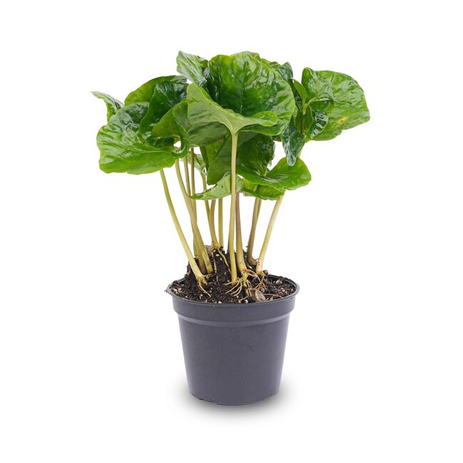 Coffea Arabica - Koffieplant - Terrariumplant - Potmaat 6