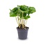 Coffea Arabica - Koffieplant - Terrariumplant - Potmaat 6