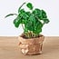 Coffea Arabica - Koffieplant - Terrariumplant - Potmaat 6
