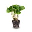 Coffea Arabica - Koffieplant - Terrariumplant - Potmaat 6