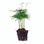 Asparagus Setaceuse Plumosus – Sierasperge - Terrarium plant - Potmaat 6