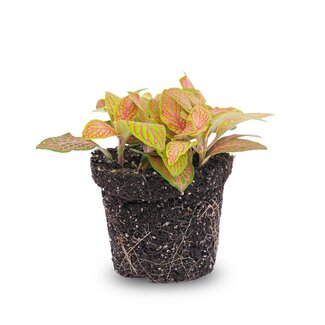 Fittonia Oranje - Roze - Ruby Lime - Mozaïekplantje - Potmaat 8