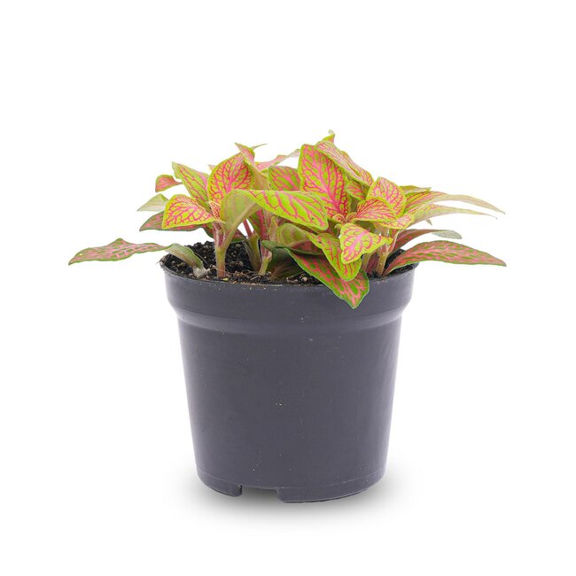 Fittonia Oranje - Roze - Ruby Lime - Mozaïekplantje - Potmaat 8