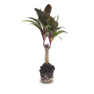 Minipalm - Cordyline fruticosa 'Purple Compacta' - Terrariumplant - Potmaat 6