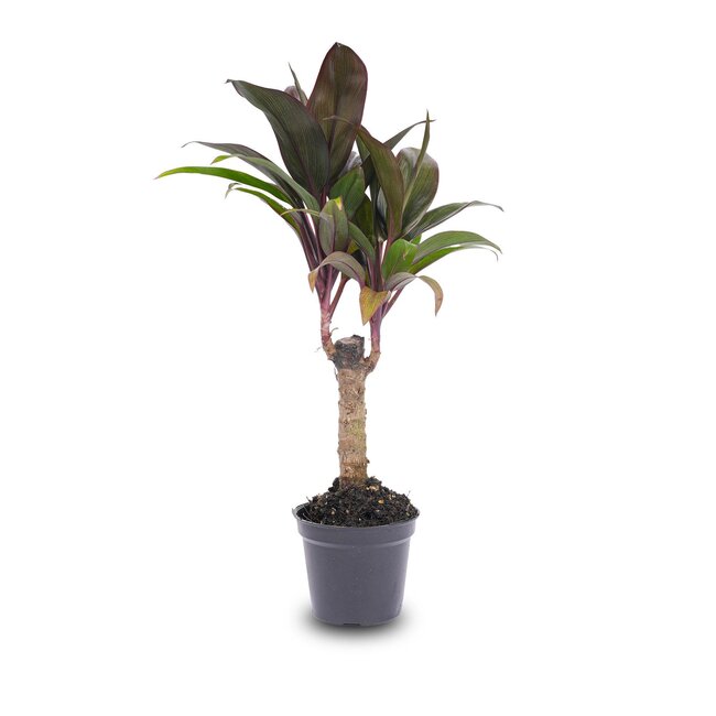 Minipalm - Cordyline fruticosa 'Purple Compacta' - Terrariumplant - Potmaat 6