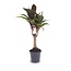 Minipalm - Cordyline fruticosa 'Purple Compacta' - Terrariumplant - Potmaat 6