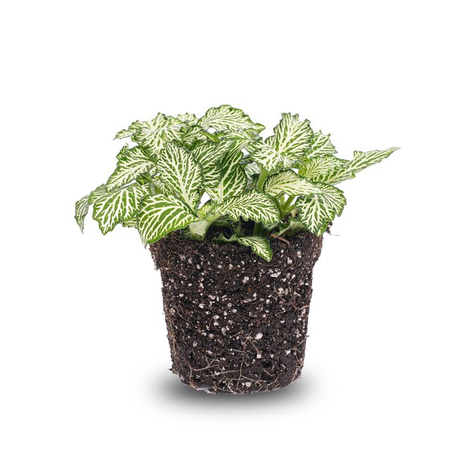 Fittonia Wit - Witte Tijger - Mozaïekplantje - Terrariumplant - Potmaat 8