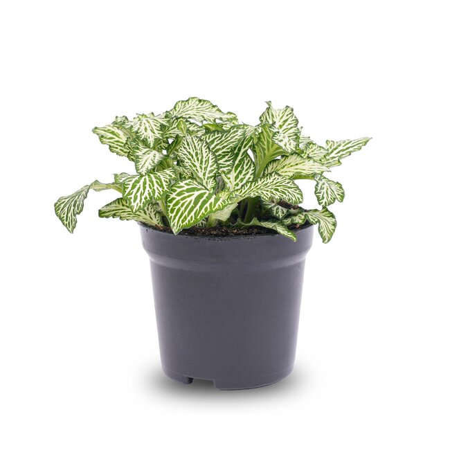 Fittonia Wit - Witte Tijger - Mozaïekplantje - Terrariumplant - Potmaat 8