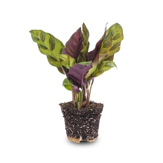 Calathea Lancifolia - Pauwenplant - Terrariumplant - Potmaat 6