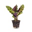 Calathea Lancifolia - Pauwenplant - Terrariumplant - Potmaat 6