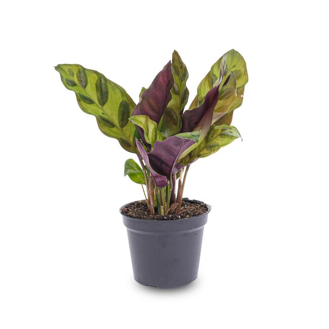 Calathea Lancifolia - Pauwenplant - Terrariumplant - Potmaat 6