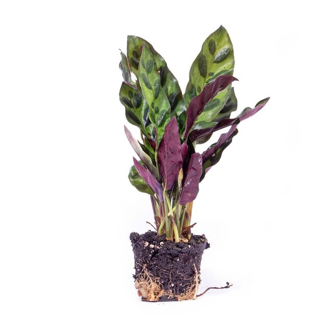 Calathea Lancifolia - Pauwenplant - Terrariumplant - Potmaat 6