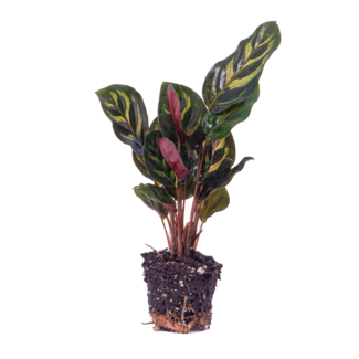 Calathea Makoyana - Pauwenplant - Terrariumplant - Potmaat 6