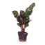 Calathea Makoyana - Pauwenplant - Terrariumplant - Potmaat 6