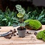 Calathea Makoyana - Pauwenplant - Terrariumplant - Potmaat 6
