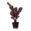 Calathea Makoyana - Pauwenplant - Terrariumplant - Potmaat 6