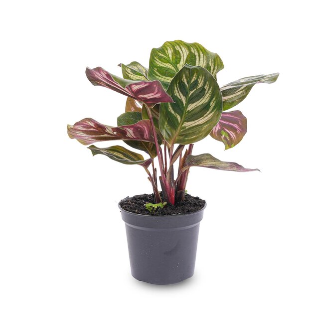 Calathea Makoyana - Pauwenplant - Terrariumplant - Potmaat 6