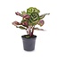 Calathea Makoyana - Pauwenplant - Terrariumplant - Potmaat 6