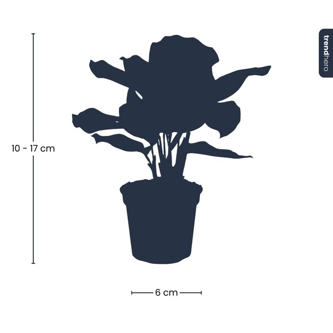 Calathea Makoyana - Pauwenplant - Terrariumplant - Potmaat 6