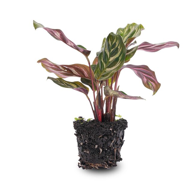 Calathea Makoyana - Pauwenplant - Terrariumplant - Potmaat 6