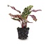 Calathea Makoyana - Pauwenplant - Terrariumplant - Potmaat 6