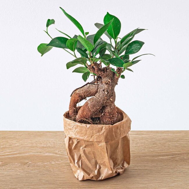 Ficus microcarpa ginseng bonsai - Potmaat 9