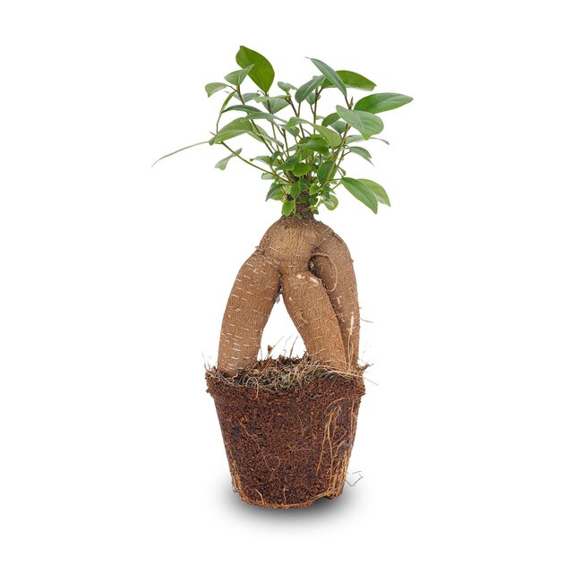 Ficus microcarpa ginseng bonsai - Potmaat 9