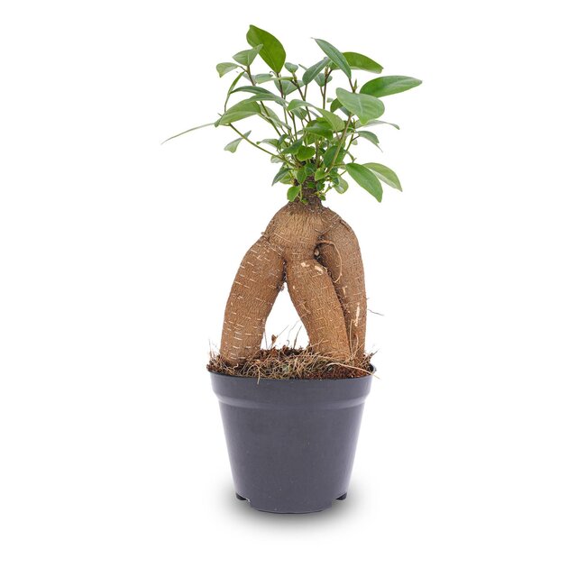 Ficus microcarpa ginseng bonsai - Potmaat 9
