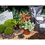 Planten terrarium navulling & startpakket - Calathea Lancifolia