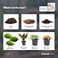 Planten terrarium navulling & startpakket - Calathea Lancifolia