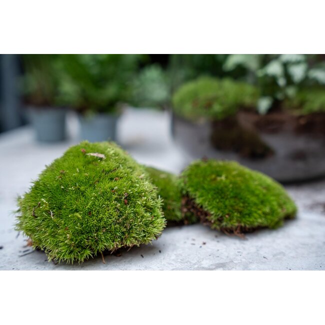 Planten terrarium navulling & startpakket - Calathea Lancifolia