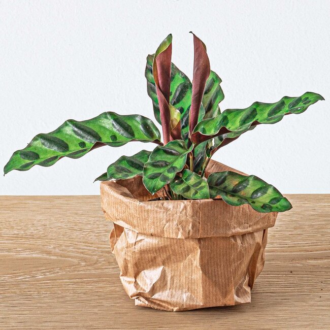 Planten terrarium navulling & startpakket - Calathea Lancifolia