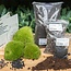Planten terrarium navulling & startpakket - Maat L/XL