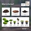 Planten terrarium navulling & startpakket - Jungle