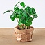 Planten terrarium navulling & startpakket - Jungle