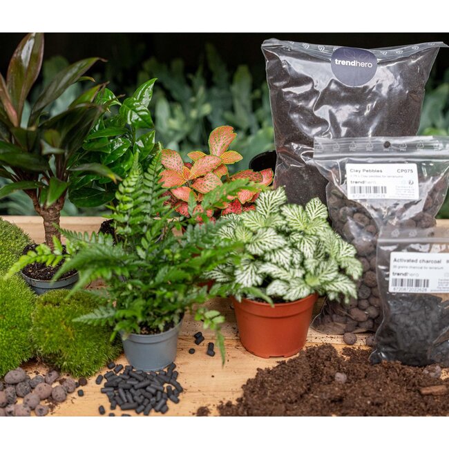 Planten terrarium navulling & startpakket - Jungle