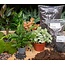 Planten terrarium navulling & startpakket - Jungle